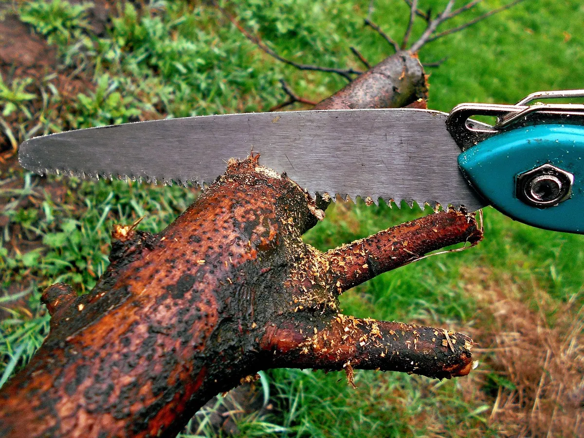Five Common Tree Pruning Mistakes That Harm UK Trees