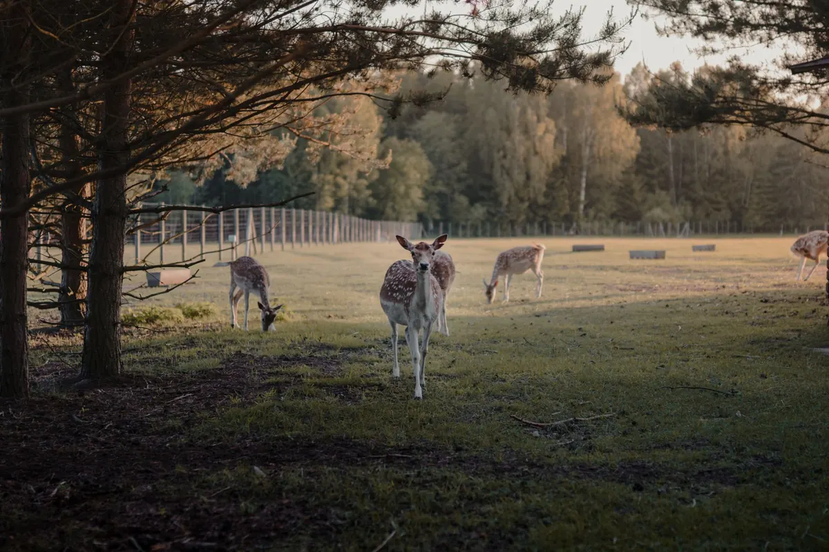 How to Protect Young Trees from Deer and Rabbits: A Winter Checklist