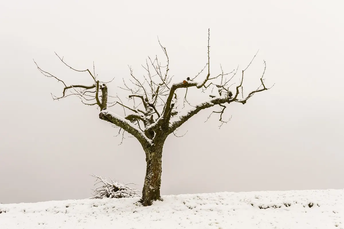 How to Prune an Apple Tree in Winter: A Step-by-Step UK Guide