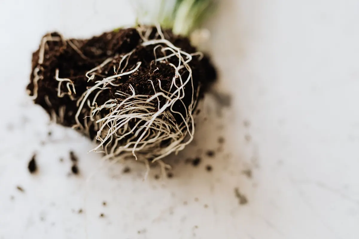 Planting a Bare-Root Tree: A Beginner's Guide for UK Gardens