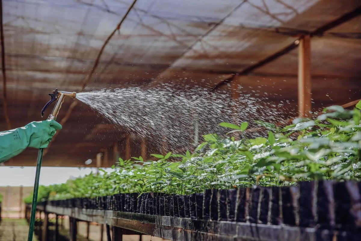 Tree Planting Aftercare: The First Three Years Explained