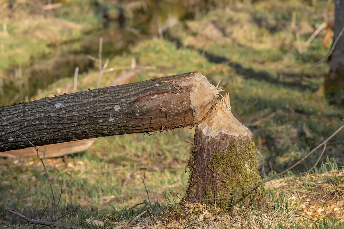 Why Is My Tree Losing Bark? Common Causes and What to Do